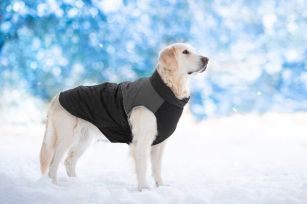 Vsepropejska Terenc obleček pro psa na zip Barva: Černá