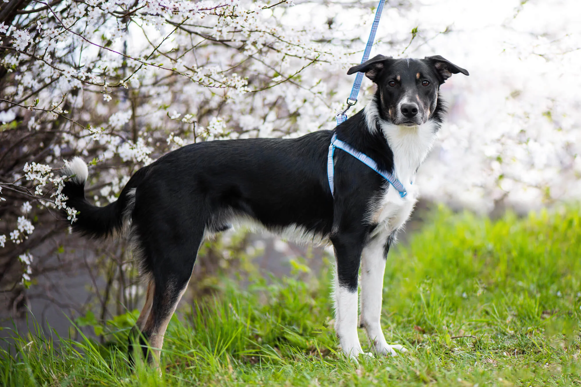 Obvod hrudníku: 40 - 57 cm