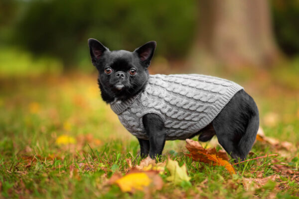 Vsepropejska Aram svetr pro psa Barva: Šedá