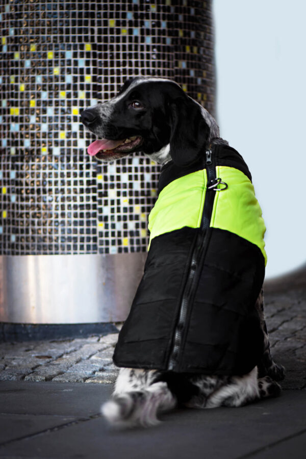 Vsepropejska Slim-rainy obleček pro psa na zip Barva: Černo-žlutá