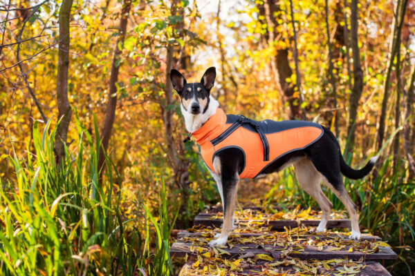 Vsepropejska Softshellová bunda pro psa s postrojem Barva: Šedo-oranžová