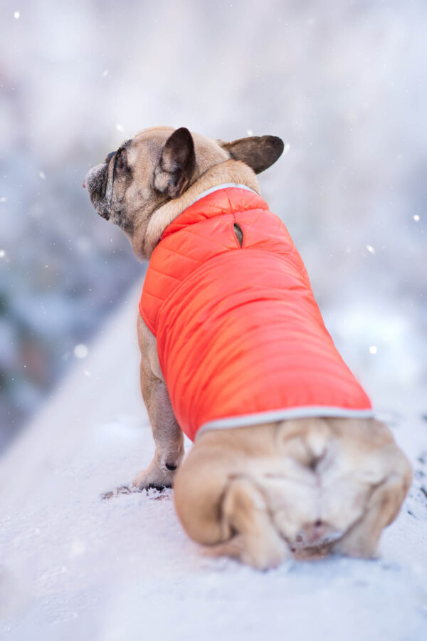 Vsepropejska Sonda oboustranná bunda pro psa Barva: Oranžová