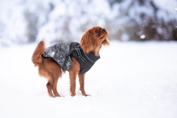 Vsepropejska Adon zimní bunda pro psa s postrojem Barva: Černá