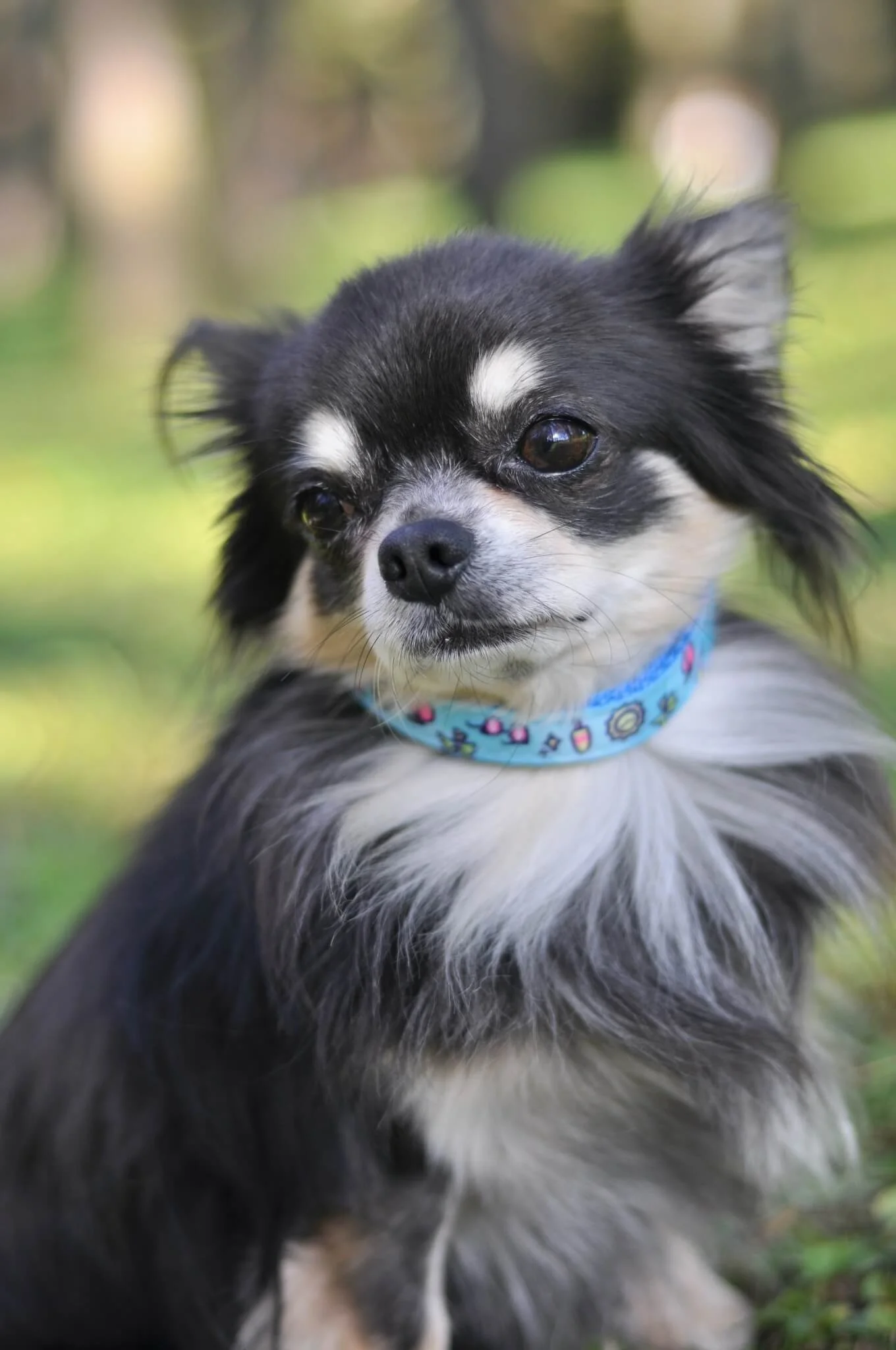 Obvod krku: 33 - 55 cm