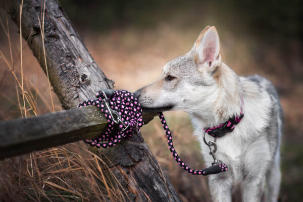Vsepropejska Climb přepínací vodítko pro psa | 280 cm Barva: Růžová