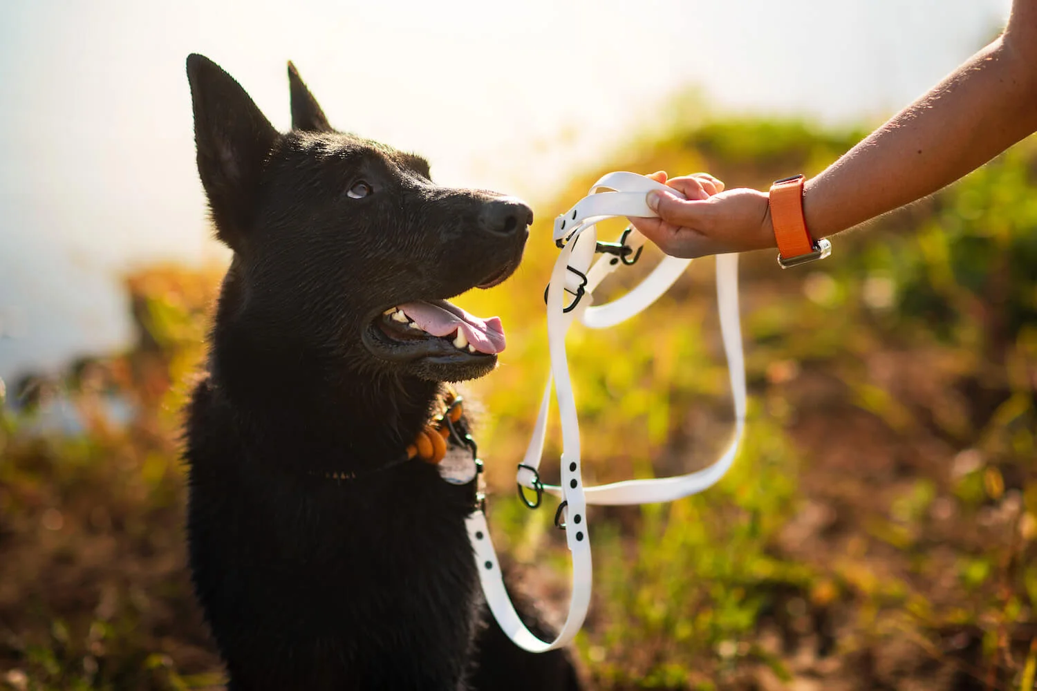 Vsepropejska Flip silikonové přepínací vodítko pro psa | 260 cm Barva: Bílá