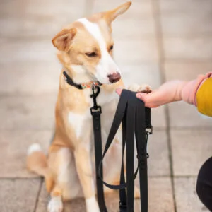 Vsepropejska Flip silikonové přepínací vodítko pro psa | 260 cm Barva: Černá