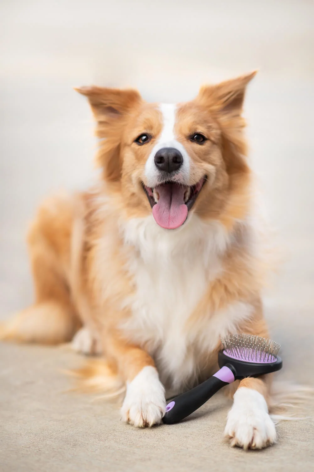 Grigi vyčesávací kartáč pro psa | 19 cm Barva: Fialová - Obrázek 2