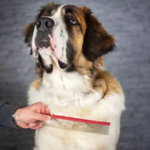 Vsepropejska Hektor kovový hřeben pro psa Rozměr (cm): 19