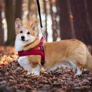 Vsepropejska Kelly pet postroj pro psa | 51 – 72 cm Barva: Vínová