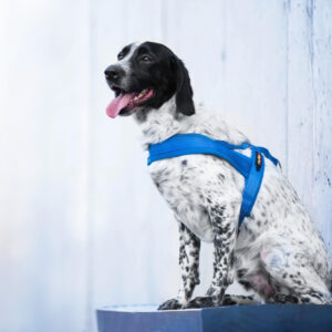 Vsepropejska Kelly pet postroj pro psa | 51 – 72 cm Barva: Modrá