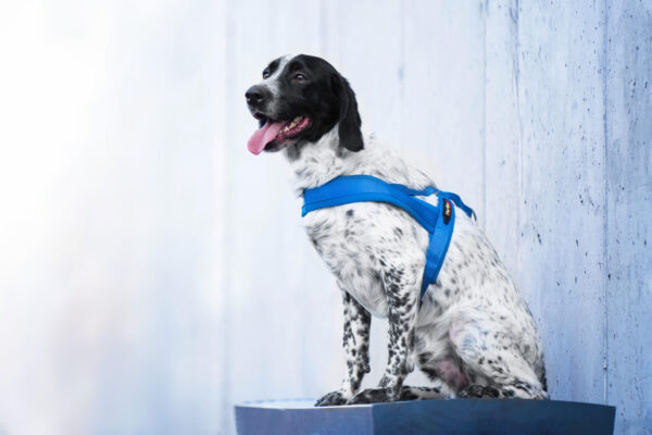 Vsepropejska Kelly pet postroj pro psa | 51 – 72 cm Barva: Modrá