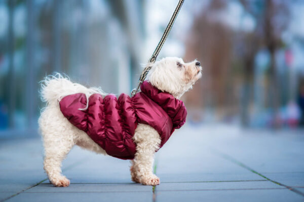 Vsepropejska Magie zimní bunda pro psa Barva: Vínová