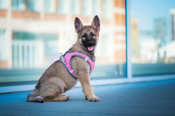 Vsepropejska Neve postroj pro psa s vodítkem | 23 – 49 cm Barva: Šedo-růžová