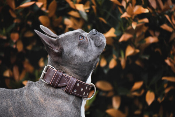 Loon kožený obojek pro psa | 22 – 65 cm Barva: Hnědá