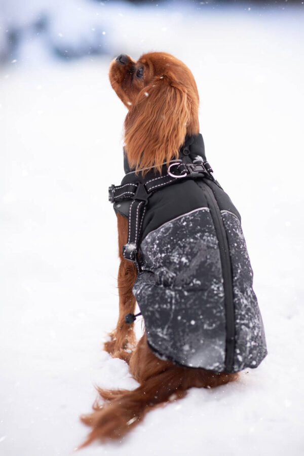 Vsepropejska Adon zimní bunda pro psa s postrojem Barva: Černá