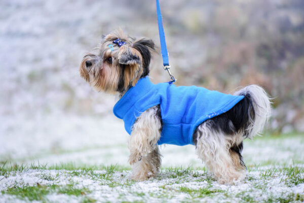 Vsepropejska Fleece mikina pro psa s poutkem Barva: Modrá