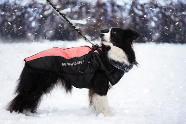 Vsepropejska Mansi zimní bunda pro psa s postrojem Barva: Oranžová