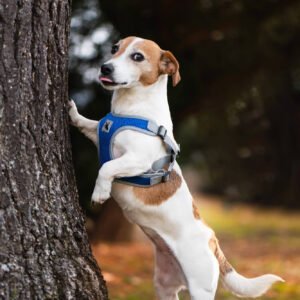 Obvod hrudníku: 40 - 50 cm