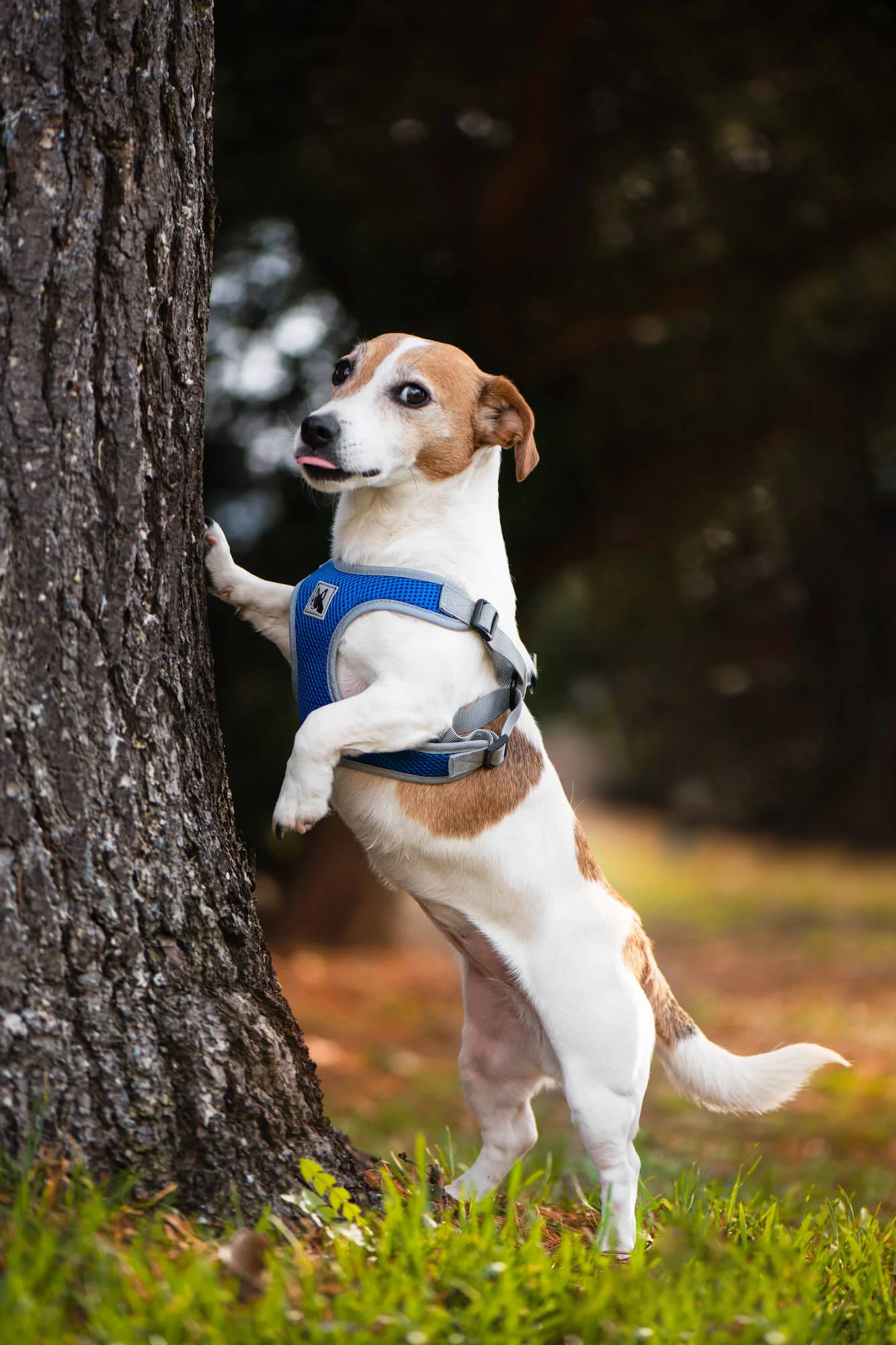 Obvod hrudníku: 40 - 50 cm