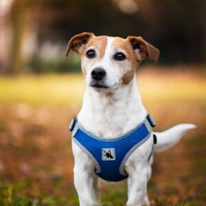 Vsepropejska Rigby prodyšné kšíry pro psa | 36 – 68 cm Barva: Tmavě modrá