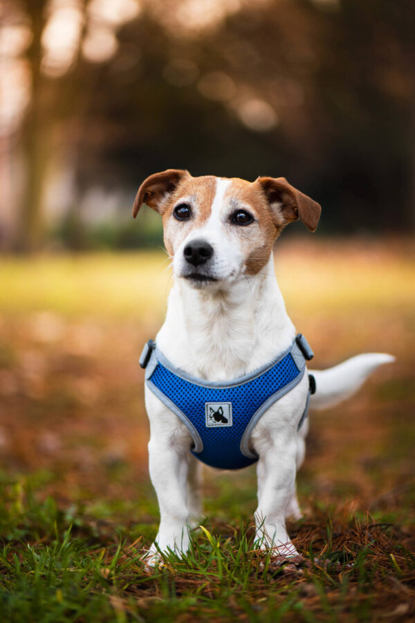 Vsepropejska Rigby prodyšné kšíry pro psa | 36 – 68 cm Barva: Tmavě modrá