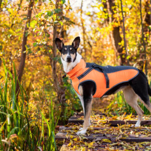 Vsepropejska Softshellová bunda pro psa s postrojem Barva: Šedo-oranžová