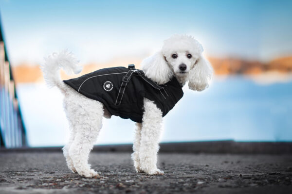 Vsepropejska Stuart obleček pro psa na zip Barva: Černá