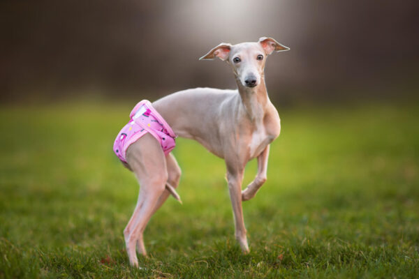 Vsepropejska Táňa hárací kalhotky pro psa Barva: Růžová