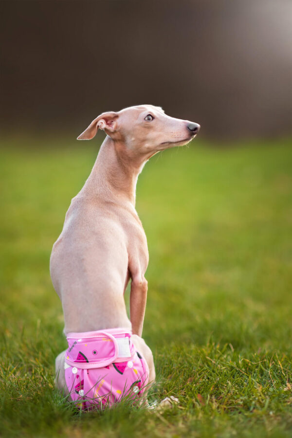 Vsepropejska Táňa hárací kalhotky pro psa Barva: Růžová