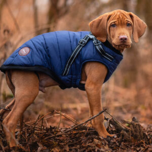 Vsepropejska Wyanet zimní bunda pro psa s postrojem Barva: Modrá