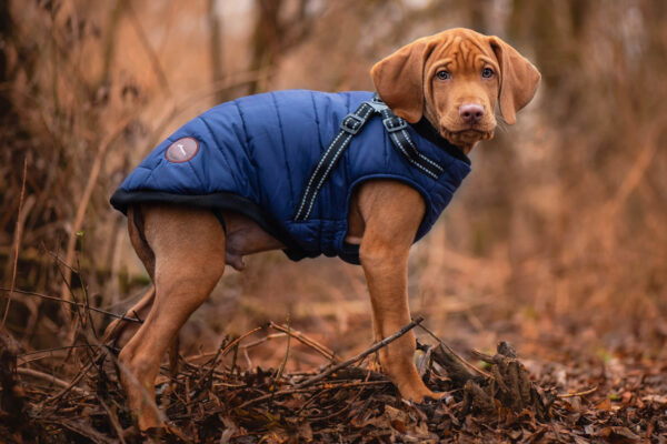 Vsepropejska Wyanet zimní bunda pro psa s postrojem Barva: Modrá