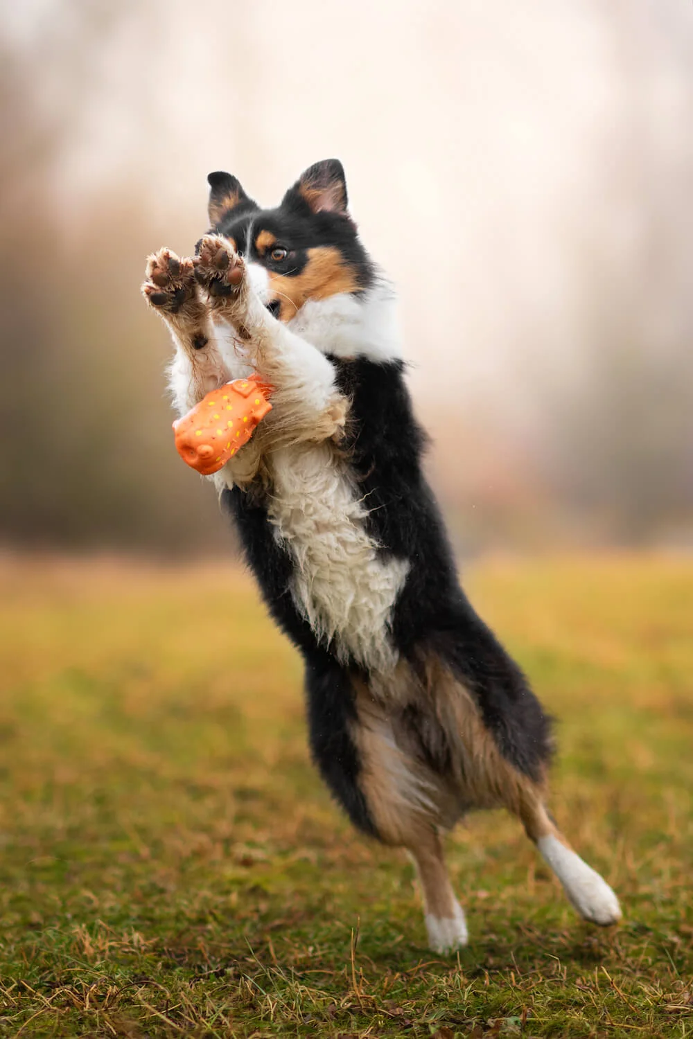 Hakuna pískací zvíře pro psa Barva: Žlutá - Obrázek 2