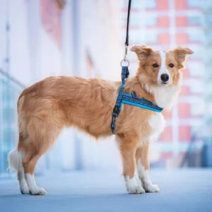 Vsepropejska James reflexní postroj pro psa | 44 – 79 cm Barva: Modrá