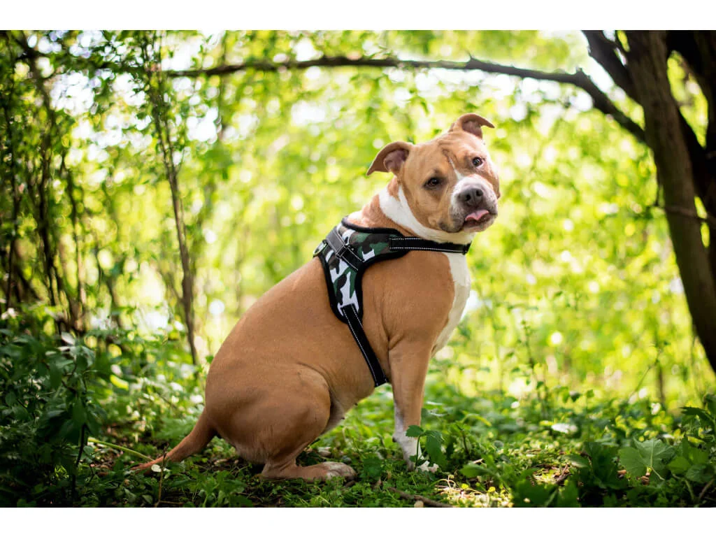 Sporty postroj pro psa | 32 – 98 cm Barva: Maskáčová