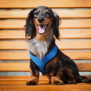 Vsepropejska Airy prodyšné kšíry pro psa | 22 – 59 cm Barva: Modrá