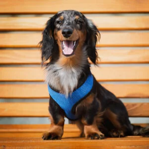 Vsepropejska Airy prodyšné kšíry pro psa | 22 – 59 cm Barva: Modrá