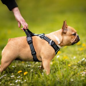 Vsepropejska Zodo sportovní postroj  pro psa | 39 – 92 cm Barva: Černá