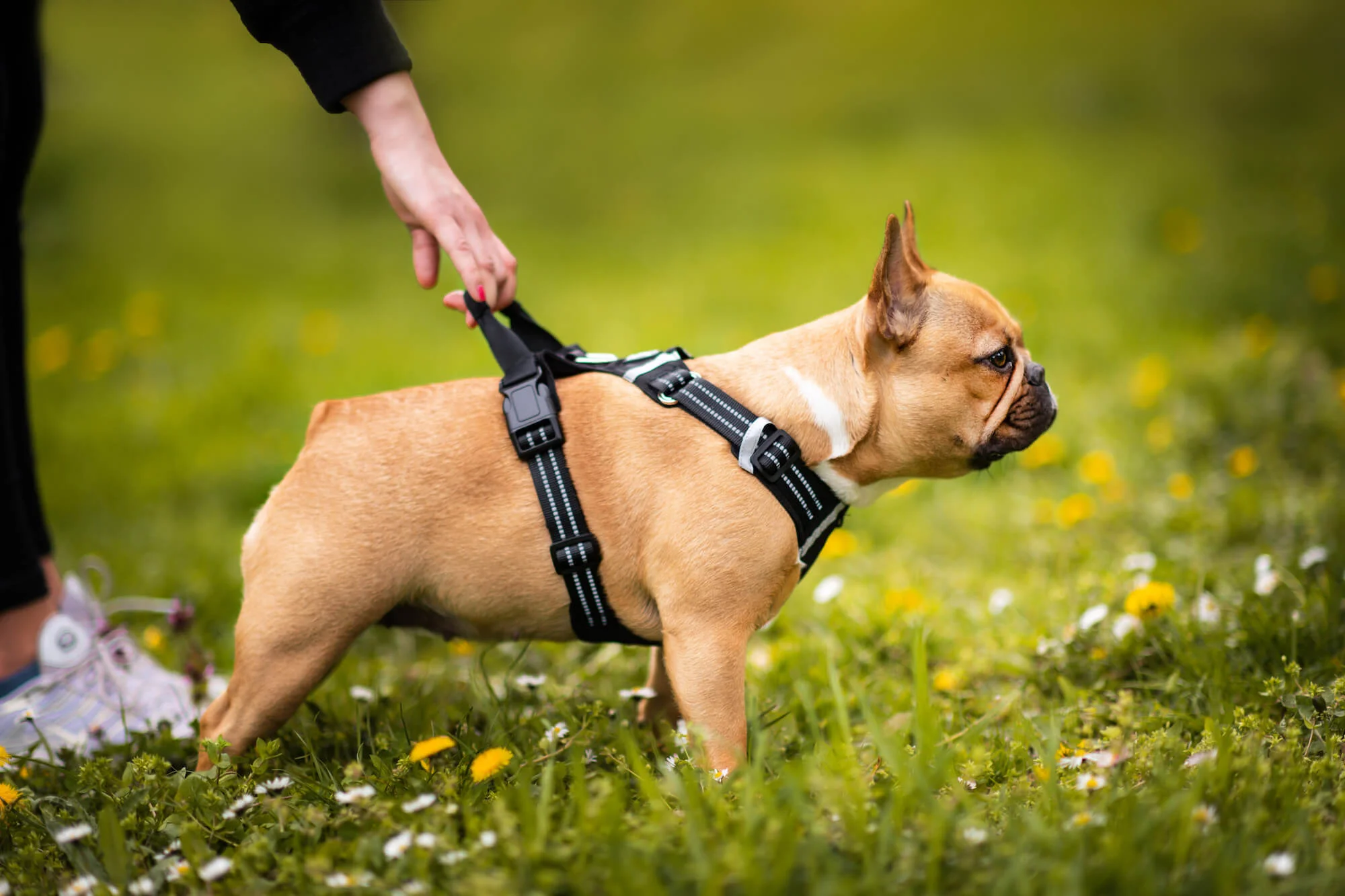 Vsepropejska Zodo sportovní postroj  pro psa | 39 – 92 cm Barva: Černá