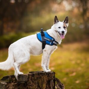 Vsepropejska Wipy bezpečný postroj pro psa | 54 – 114 cm Barva: Modrá