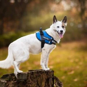 Vsepropejska Wipy bezpečný postroj pro psa | 54 – 114 cm Barva: Modrá