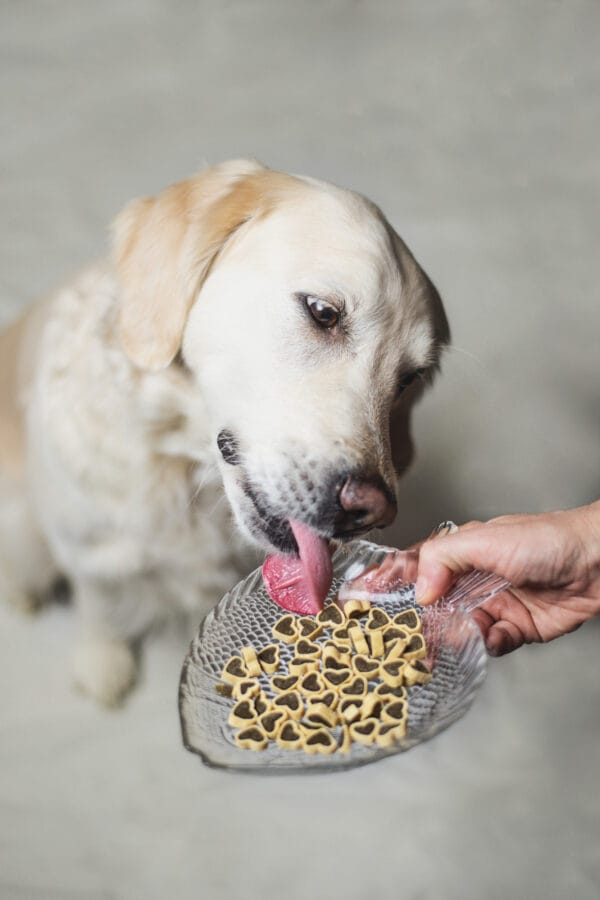 Perrito kachní srdíčka s rybou