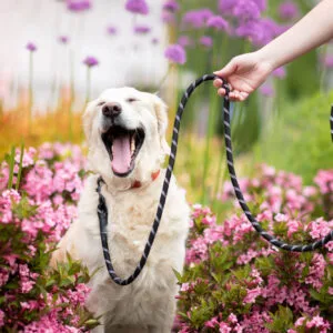 Azar nylonové vodítko pro psa | 300 cm Barva: Černá