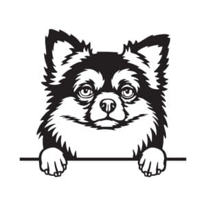 Vsepropejska Čivava dřevěná dekorace na zeď Rozměr (cm): 38 x 34