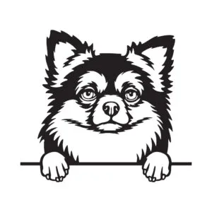 Vsepropejska Čivava dřevěná dekorace na zeď Rozměr (cm): 38 x 34