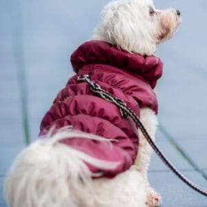 Vsepropejska Magie zimní bunda pro psa Barva: Vínová