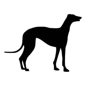 Vsepropejska Chrt 4 dřevěná dekorace na zeď Rozměr (cm): 38 x 28