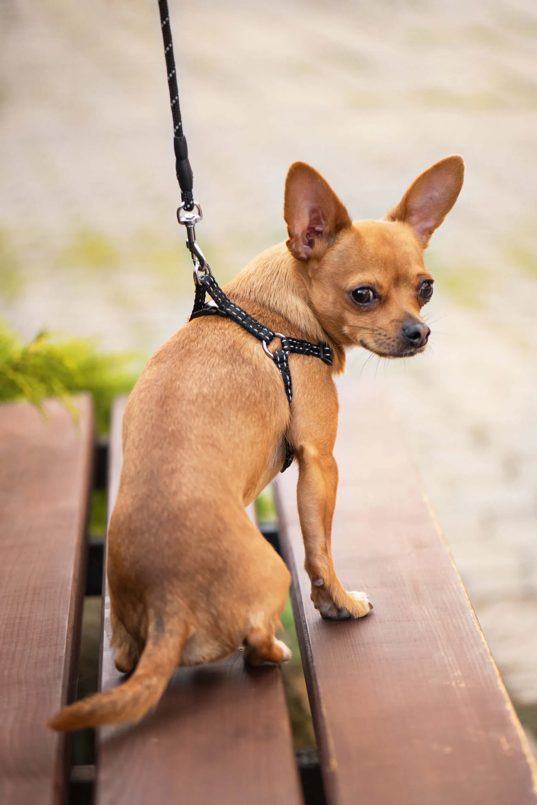 Obvod hrudníku: 45 - 66 cm