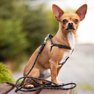 Vsepropejska Habel reflexní postroj pro psa s vodítkem Barva: Černá