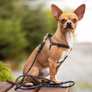 Vsepropejska Habel reflexní postroj pro psa s vodítkem Barva: Černá